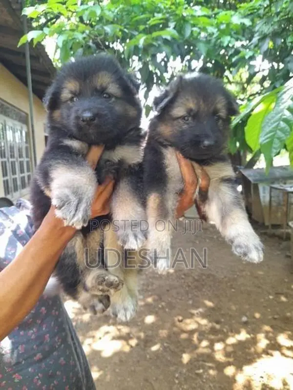 Lion German Shepherd Puppies