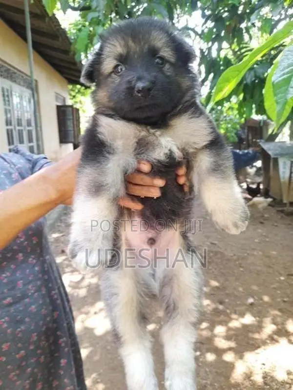 Lion German Shepherd Puppies