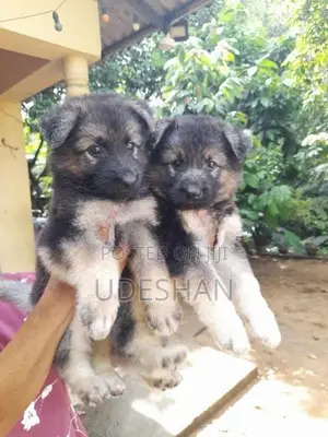 Lion German Shepherd Puppies