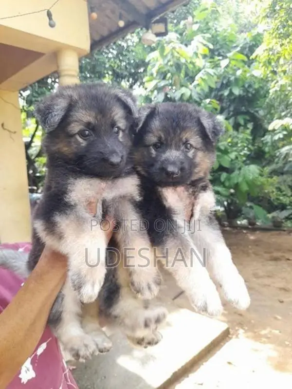 Lion German Shepherd Puppies