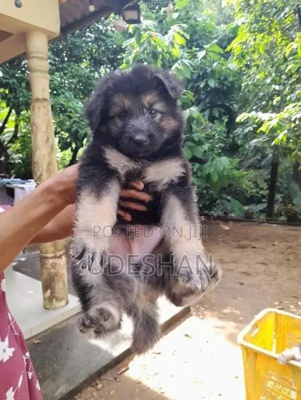 Lion German Shepherd Puppies