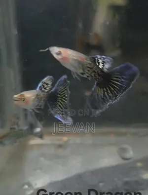 Green Dragon Guppy