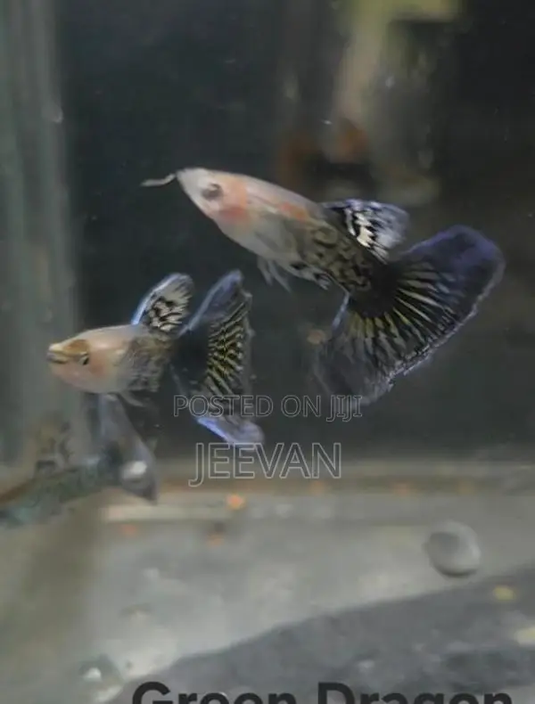 Green Dragon Guppy