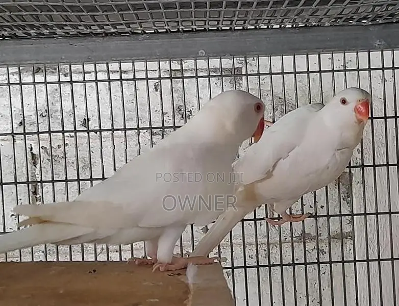 Ringneck Birds