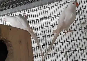 Ringneck Birds