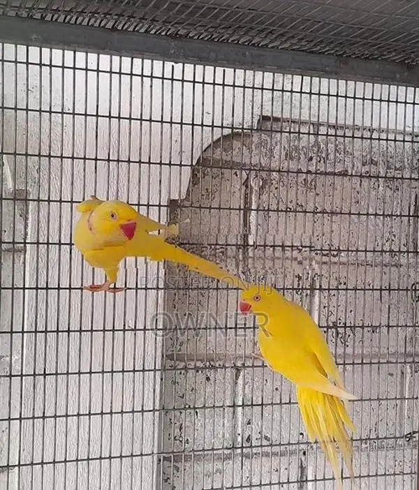 Ringneck Birds