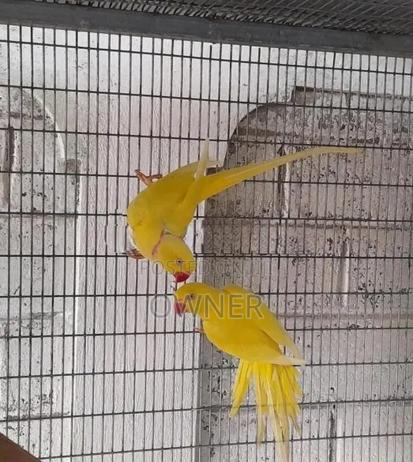 Ringneck Birds