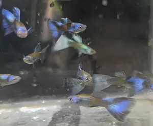 Green Moscow Guppy