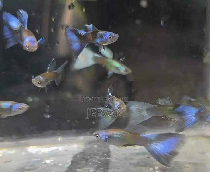 Green Moscow Guppy