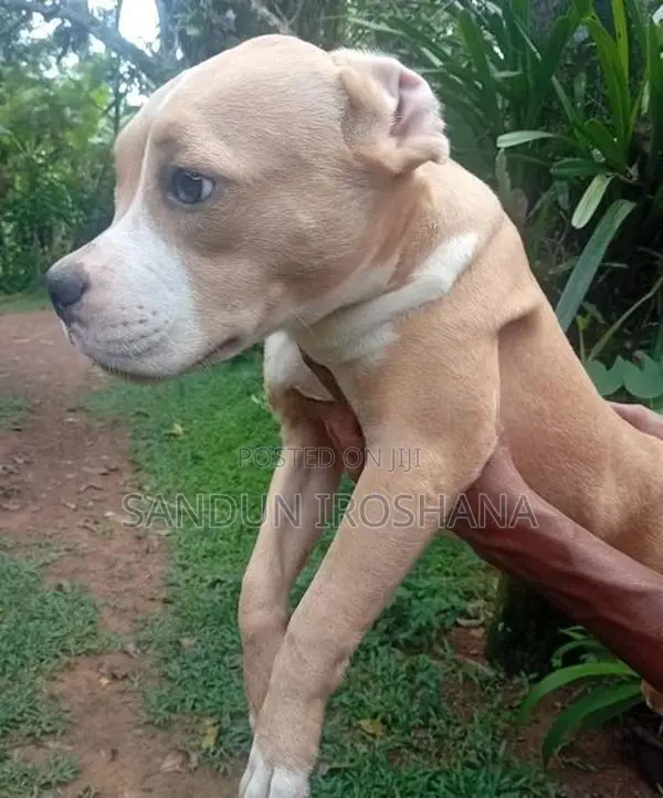 American Bully Puppies