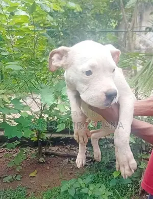 American Bully Puppies