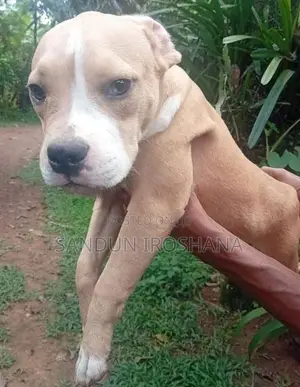 American Bully Puppies