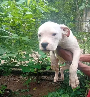 American Bully Puppies