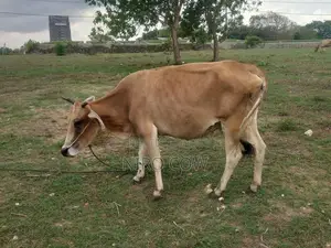 Milk Cow