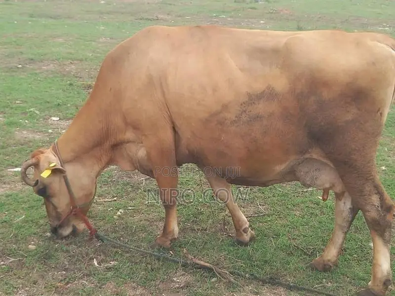 Milk Cow