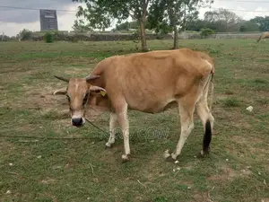Milk Cow