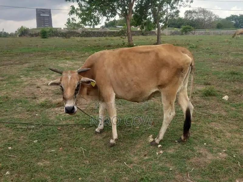 Milk Cow