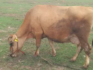 Milk Cow