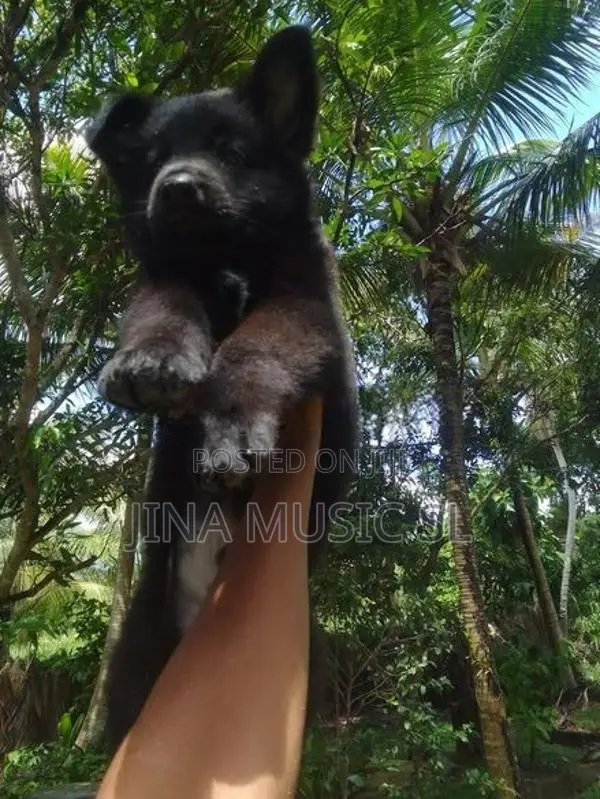German Shepherd Long Coat Puppy