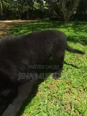 German Shepherd Long Coat Puppy