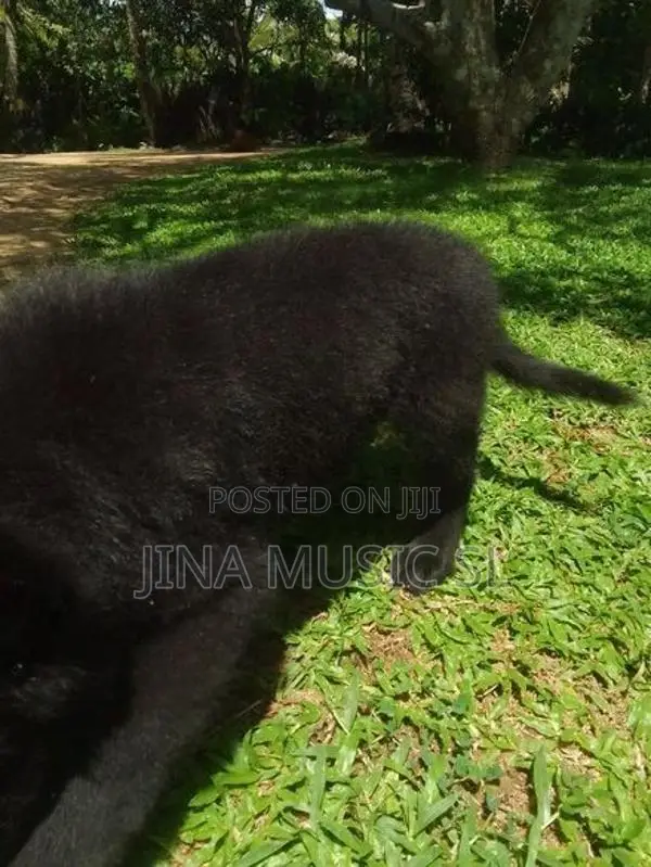 German Shepherd Long Coat Puppy