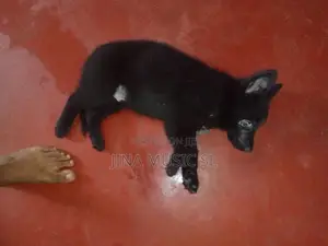 German Shepherd Long Coat Puppy