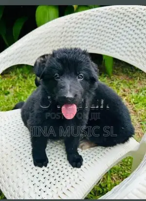 German Shepherd Long Coat Puppy