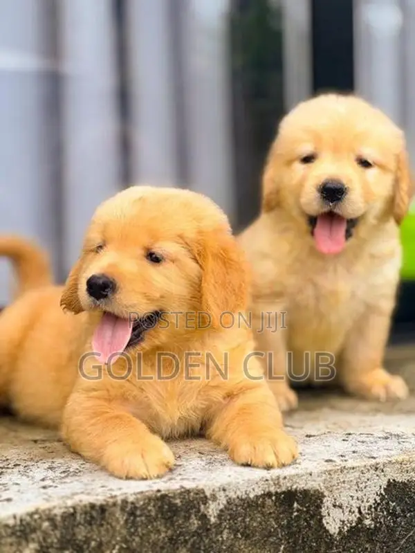 Golden Retriever Puppies