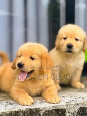 Golden Retriever Puppies