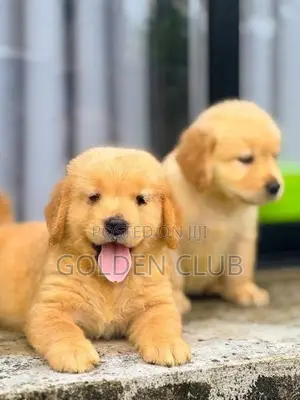 Golden Retriever Puppies