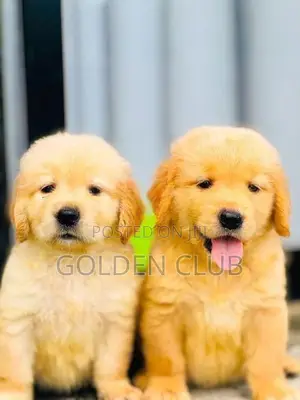 Golden Retriever Puppies