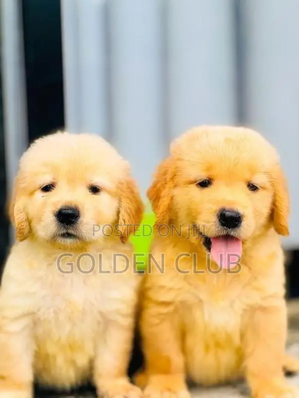 Golden Retriever Puppies