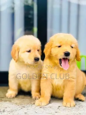 Golden Retriever Puppies
