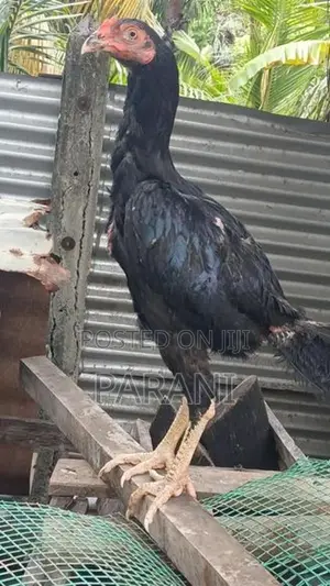 Farm Hens