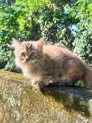 Persian Kitten