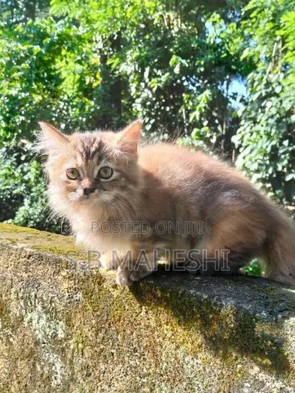 Persian Kitten