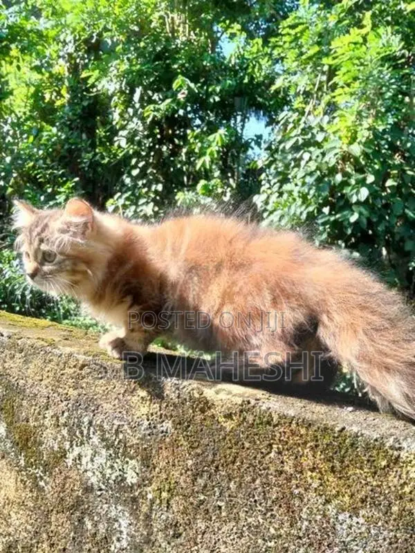 Persian Kitten