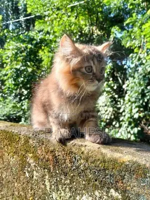 Persian Kitten