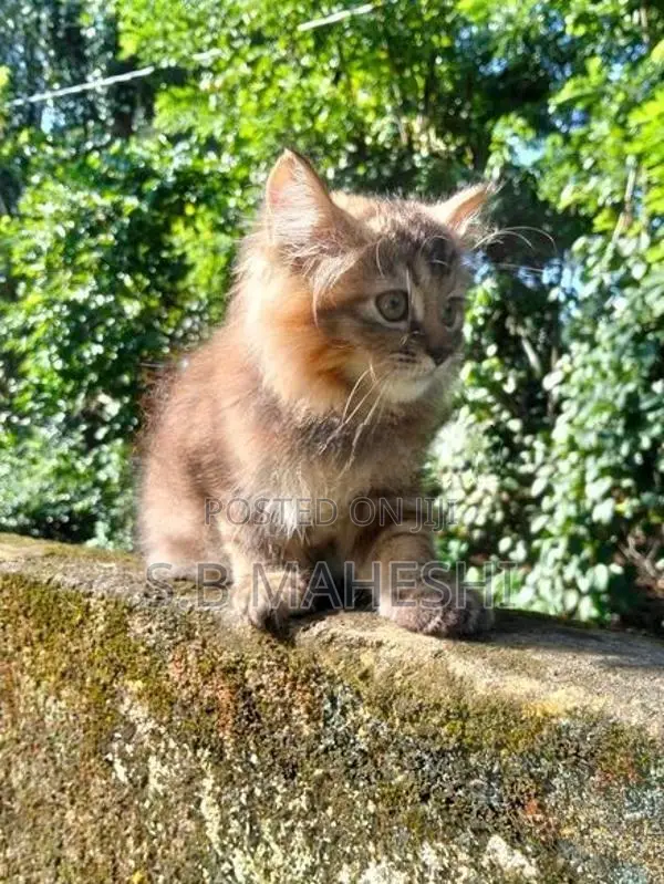 Persian Kitten