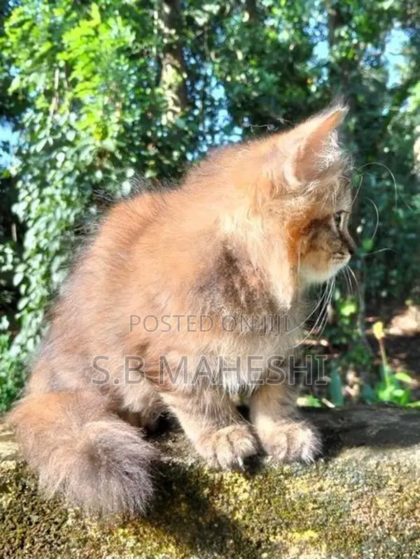 Persian Kitten