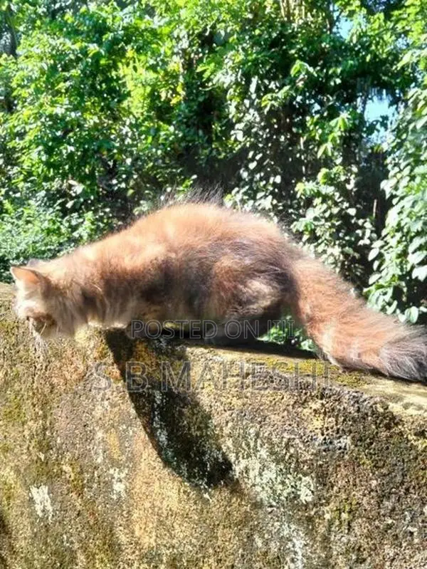 Persian Kitten