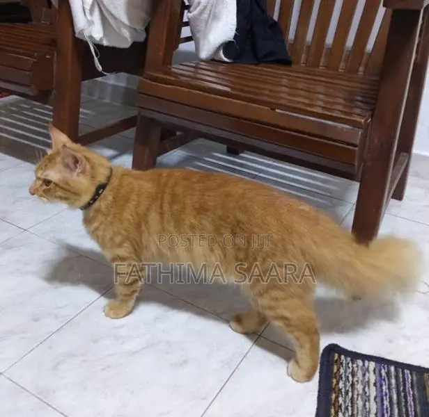 Persian Mix Cat