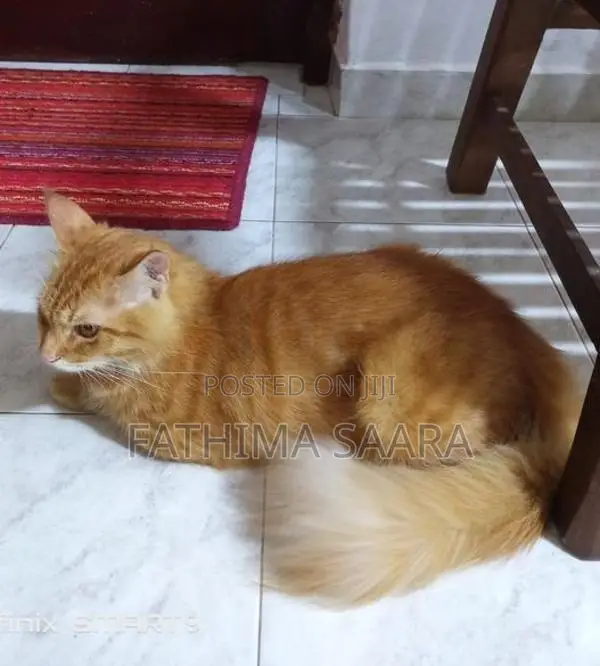 Persian Mix Cat