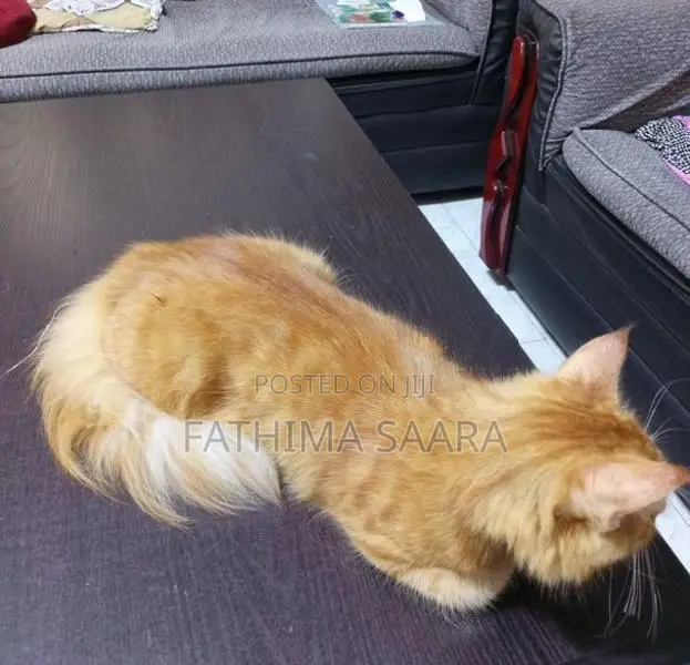 Persian Mix Cat