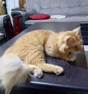 Persian Mix Cat