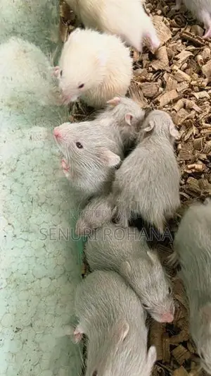 සති 3 Hamster