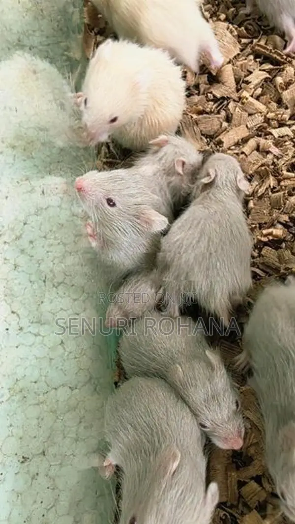 සති 3 Hamster