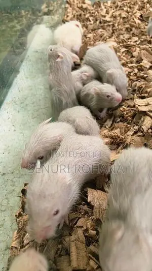 සති 3 Hamster