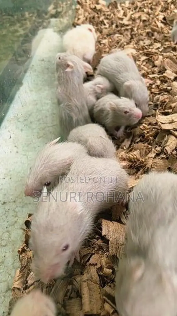 සති 3 Hamster