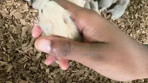 සති 3 Hamster
